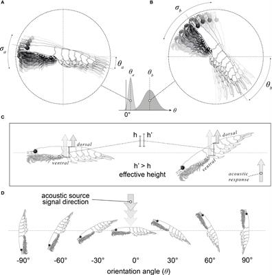 Krill biomass estimation: Sampling and measurement variability